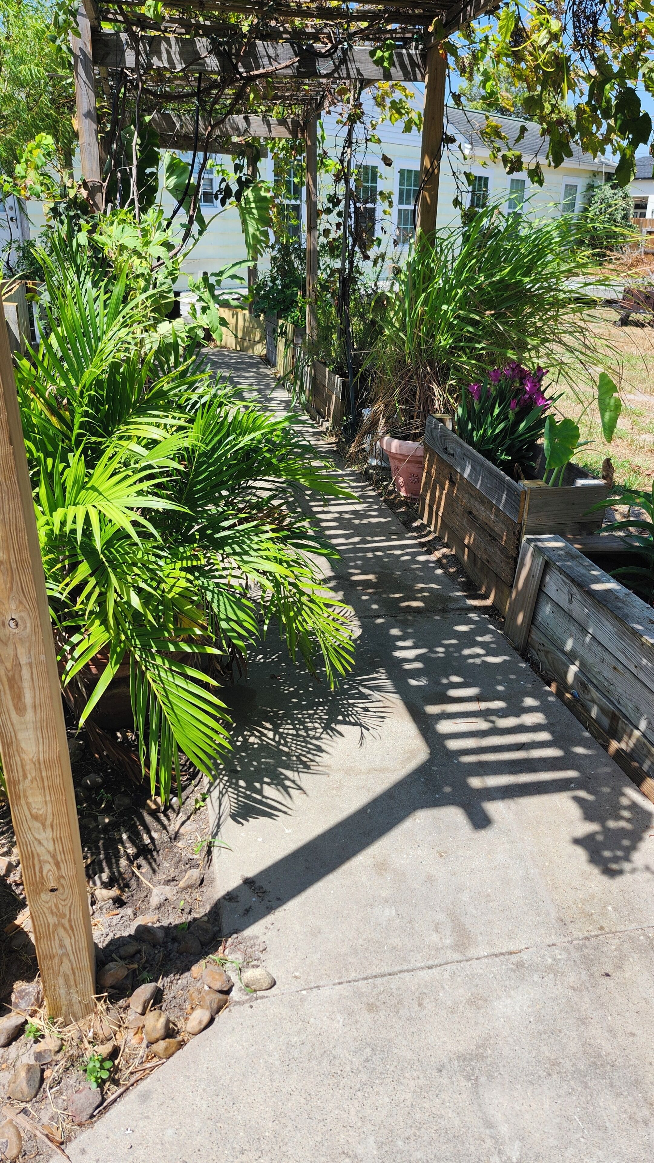A concrete pathway flanked by various plants and a wooden pergola structure.