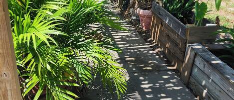 A concrete pathway flanked by various plants and a wooden pergola structure.