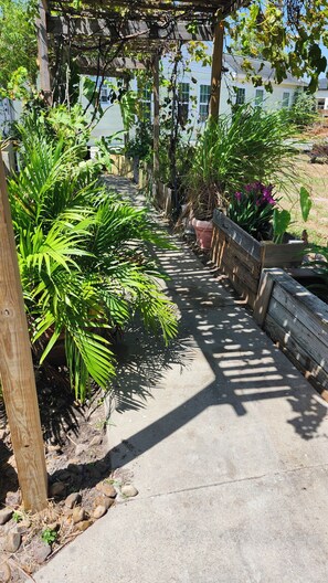 Un chemin en béton bordé de différentes plantes et surmonté d’une structure de pergola en bois.