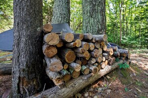 A stack of cut logs leaning against trees in a forest.