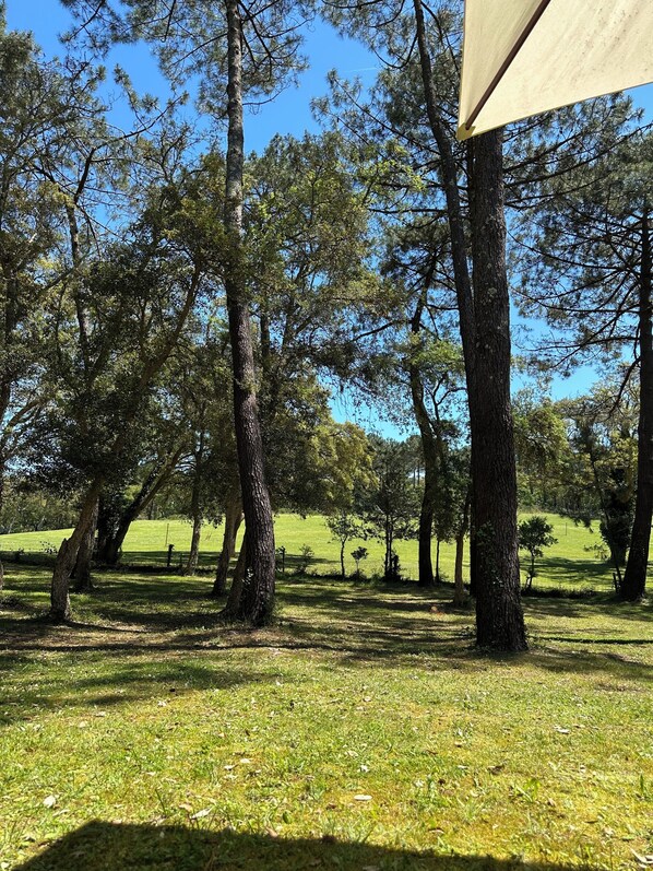 A grassy field with trees and a tent.