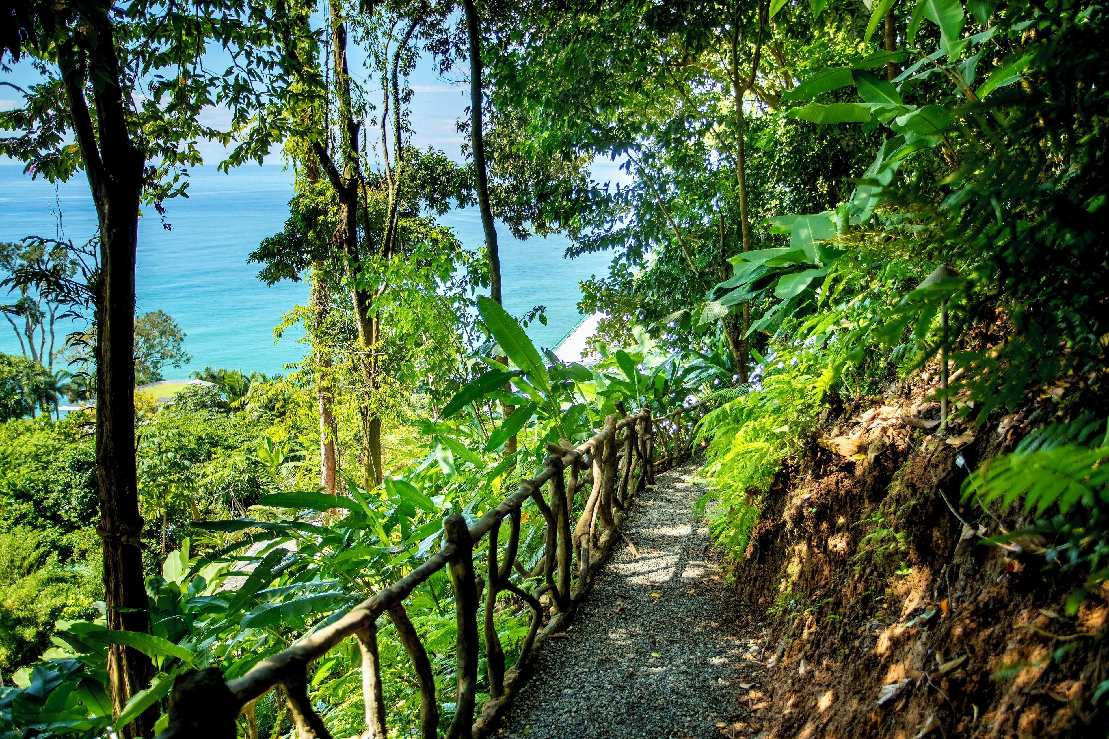 A pathway surrounded by lush greenery and a view of the ocean.