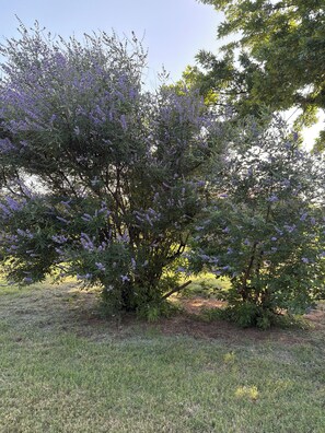 Un arbre amb flors morades en una zona verda.