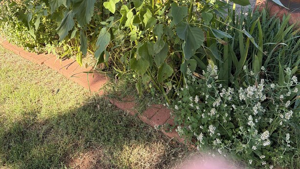 A garden with sunflowers, a brick house, and a patio area. - Charming 3-bedroom house in peaceful Stillwater with AC (Stillwater)