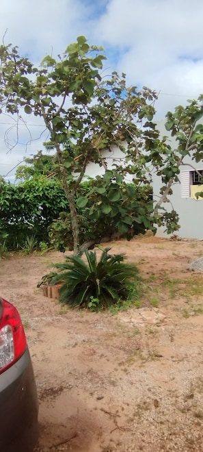 A tree with broad leaves, a dirt ground, and a car partially visible. - Cozy little house in Chapada dos Guimarães, 5 km from the Central Square. (Chapada dos Guimarães)