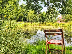 Een houten stoel aan een vijver, omringd door weelderige begroeiing.