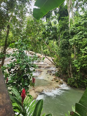 A natural water feature with cascading water surrounded by dense greenery. - Charming 3-bedroom 2BTH house in Drax Hall with solar WiFi beach access pool (St. Ann Parish)