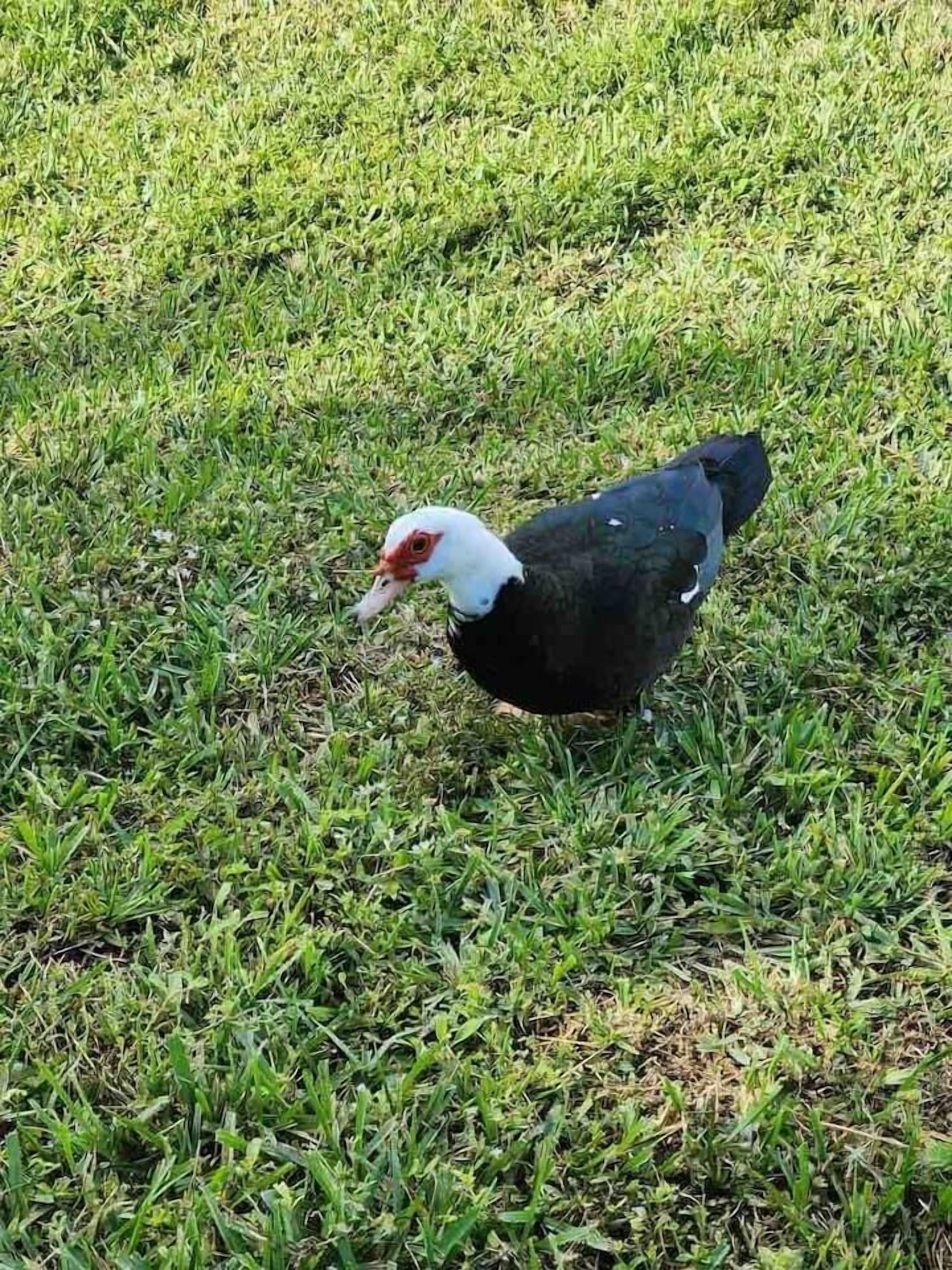 A bird on grass.