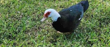 A bird on grass.