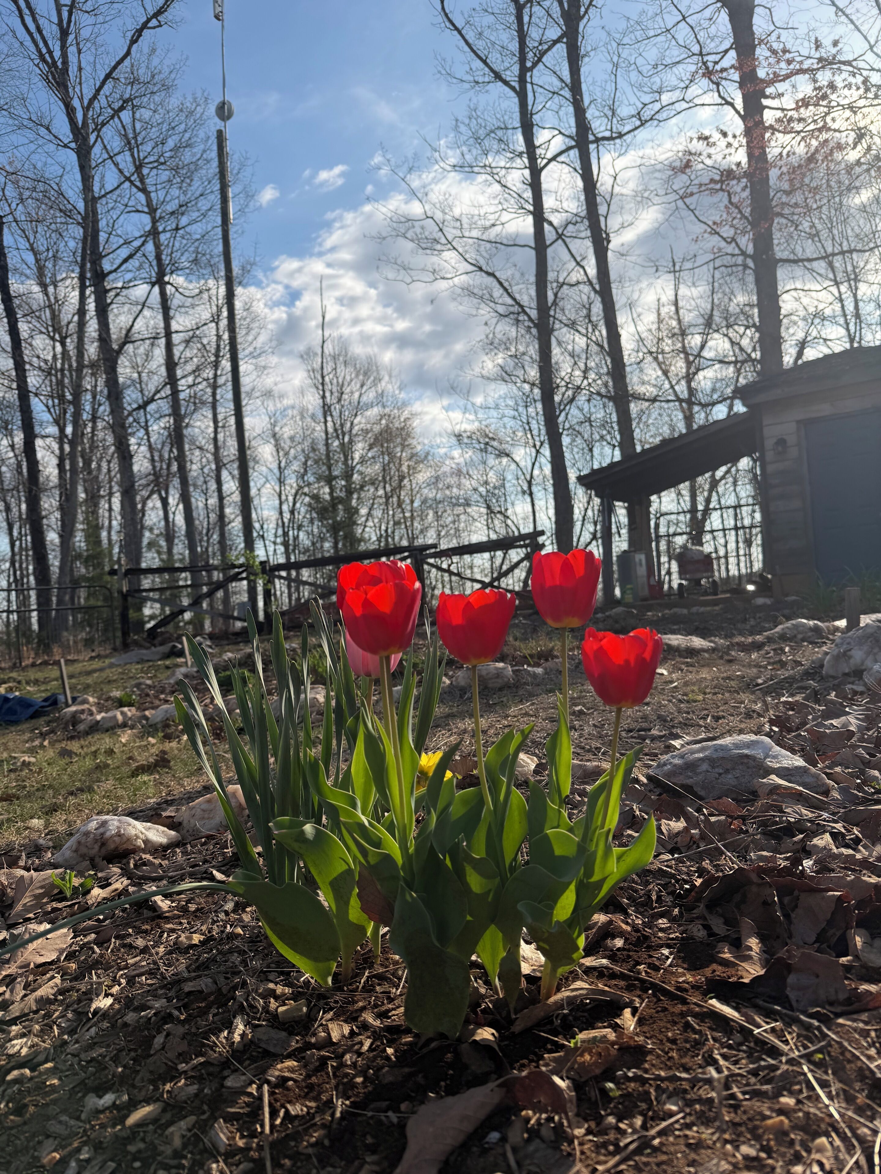 Un jardin avec des tulipes rouges, une clôture en bois et un sol recouvert de feuilles.