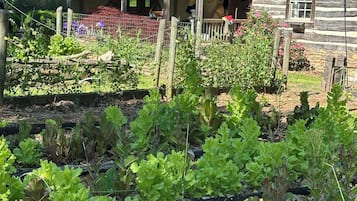 A garden with various plants and a wooden house with a metal roof.