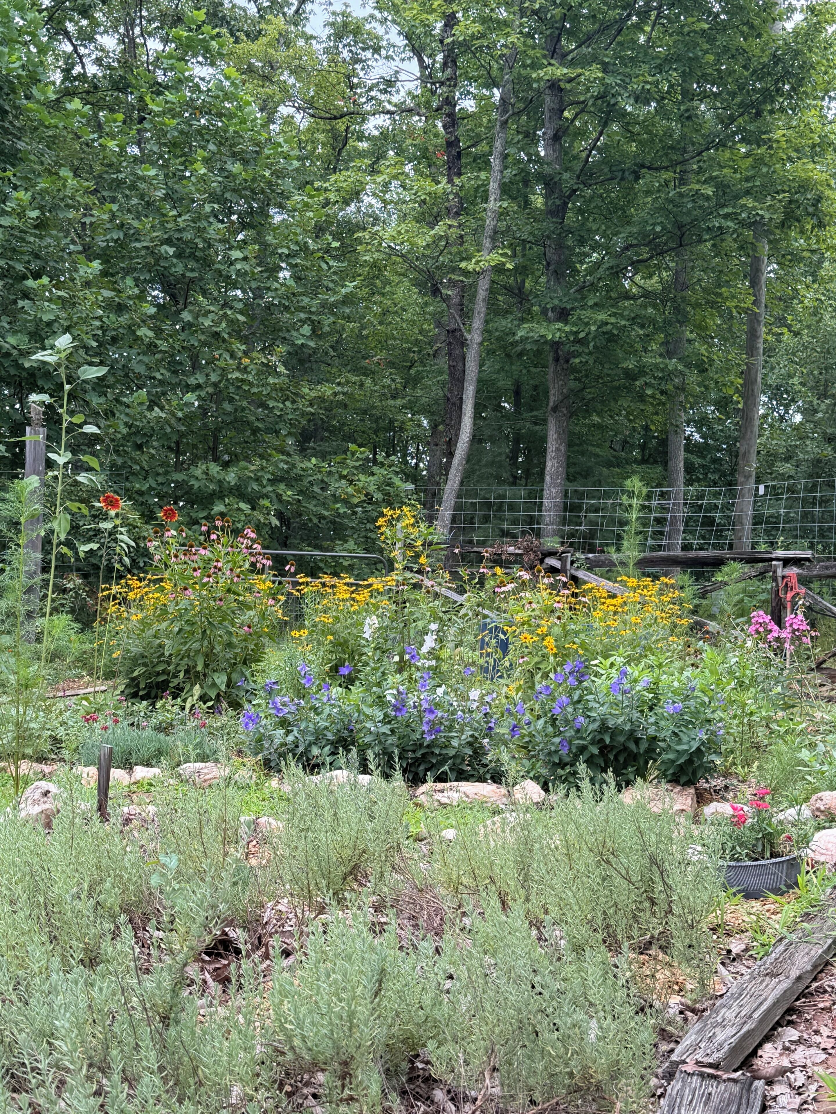 A garden with a variety of flowering plants and trees in the background.