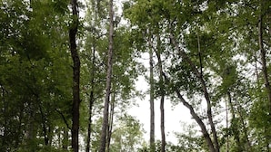 A forested area with a gravel path leading to a cabin.