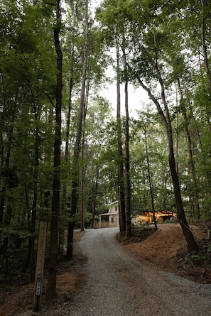 A forested area with a gravel path leading to a cabin.