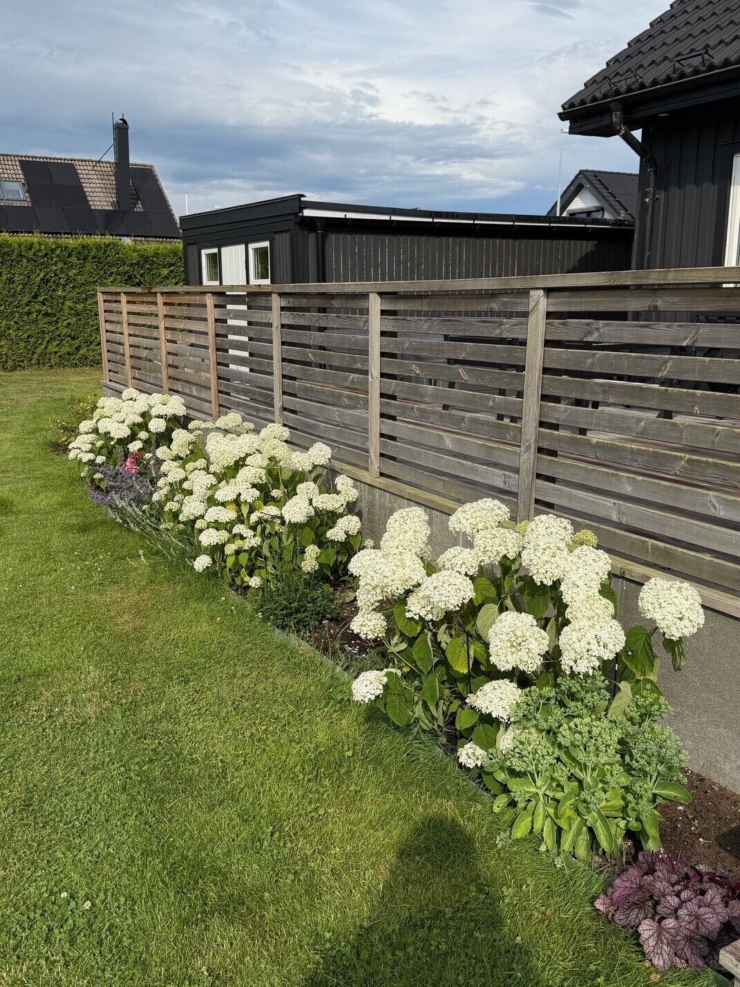 A garden with white flowers and a wooden fence.