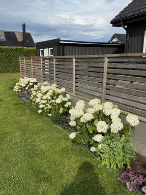 Un jardin avec des fleurs blanches et une clôture en bois.