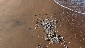 A beach with a clear sky, sandy shore, and scattered seashells.