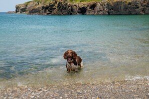A dog standing in shallow water near a rocky shoreline. - Courtyard Cottage - sleeps 4 guests  in 2 bedrooms (Port Gaverne)