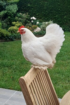 A white chicken perched on a wooden chair in a garden. - Welcome to a haven of tranquility in Zuydcoote (Zuydcoote)