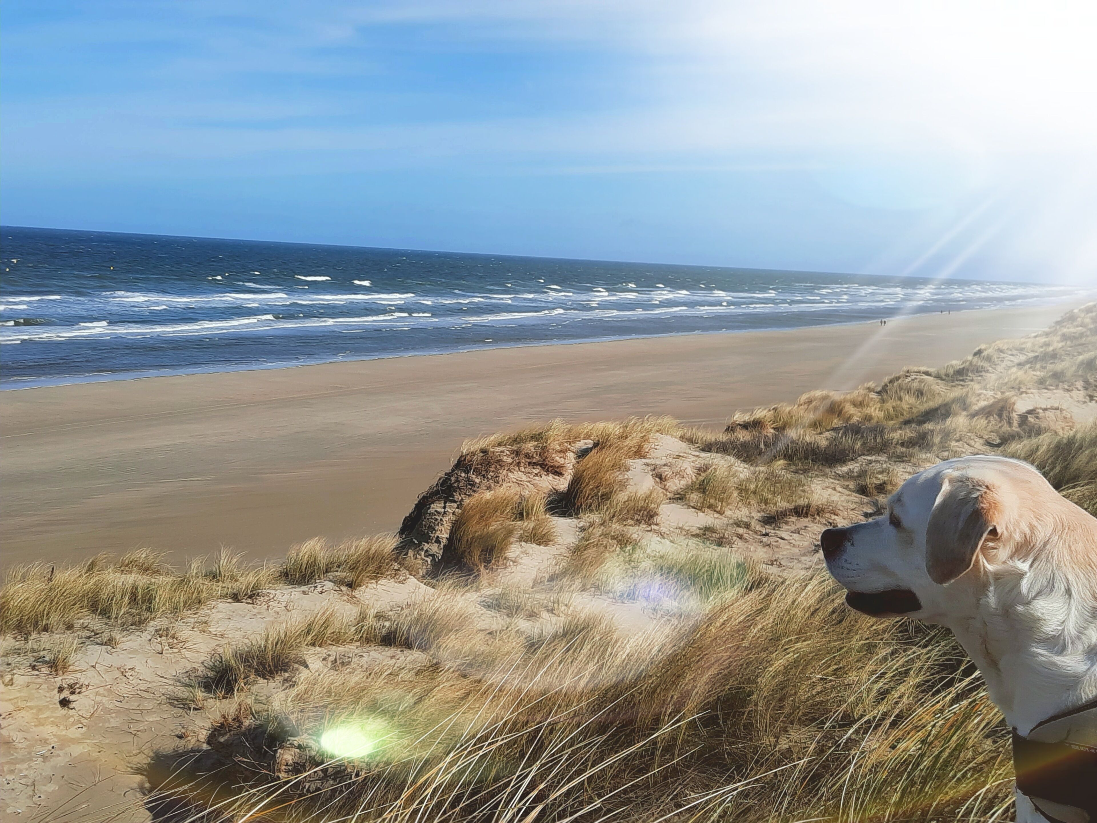 A beach with sand dunes and a dog.