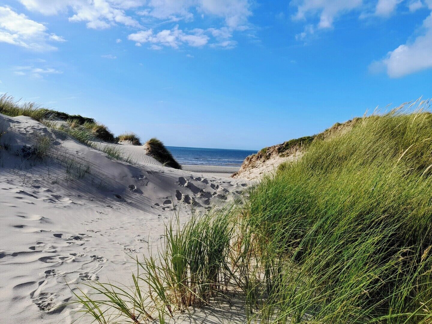 Een strand met duinen en gras.