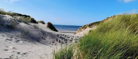 Een strand met duinen en gras.