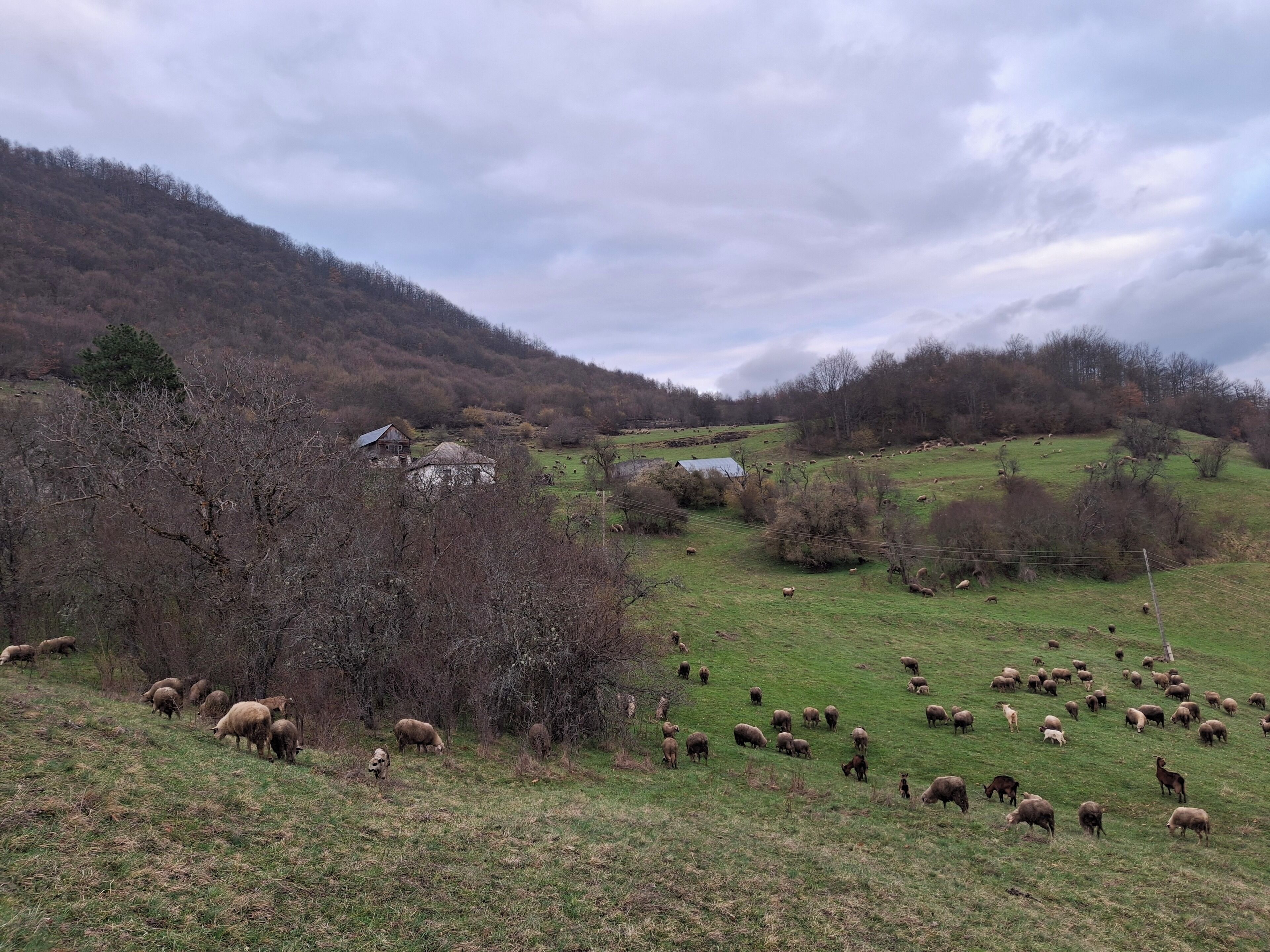 Ländliche Landschaft mit einem Haus, schafenden Schafen und einer Hügelkette im Hintergrund.
