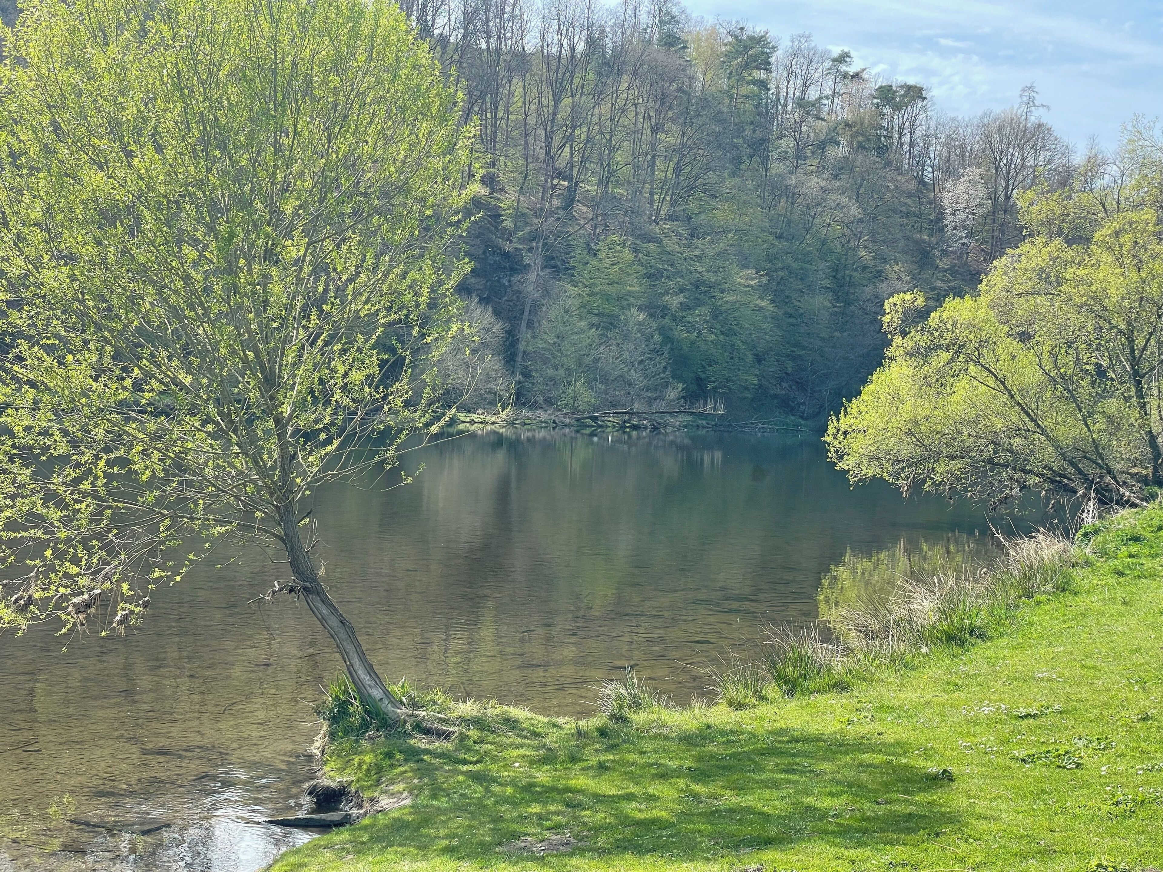Un lago tranquilo rodeado de abundante vegetación y árboles.