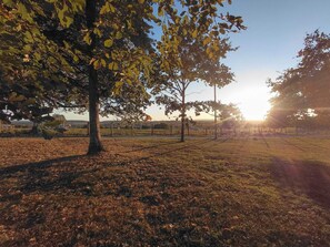 Un vignoble avec des rangées de vignes et des arbres au premier plan.