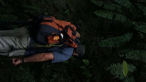 A person lying on the ground in a forest with ferns around.
