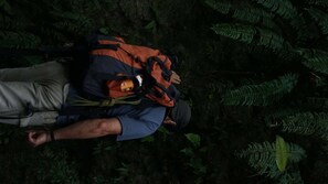 Une personne allongée sur le sol dans une forêt, entourée de fougères.