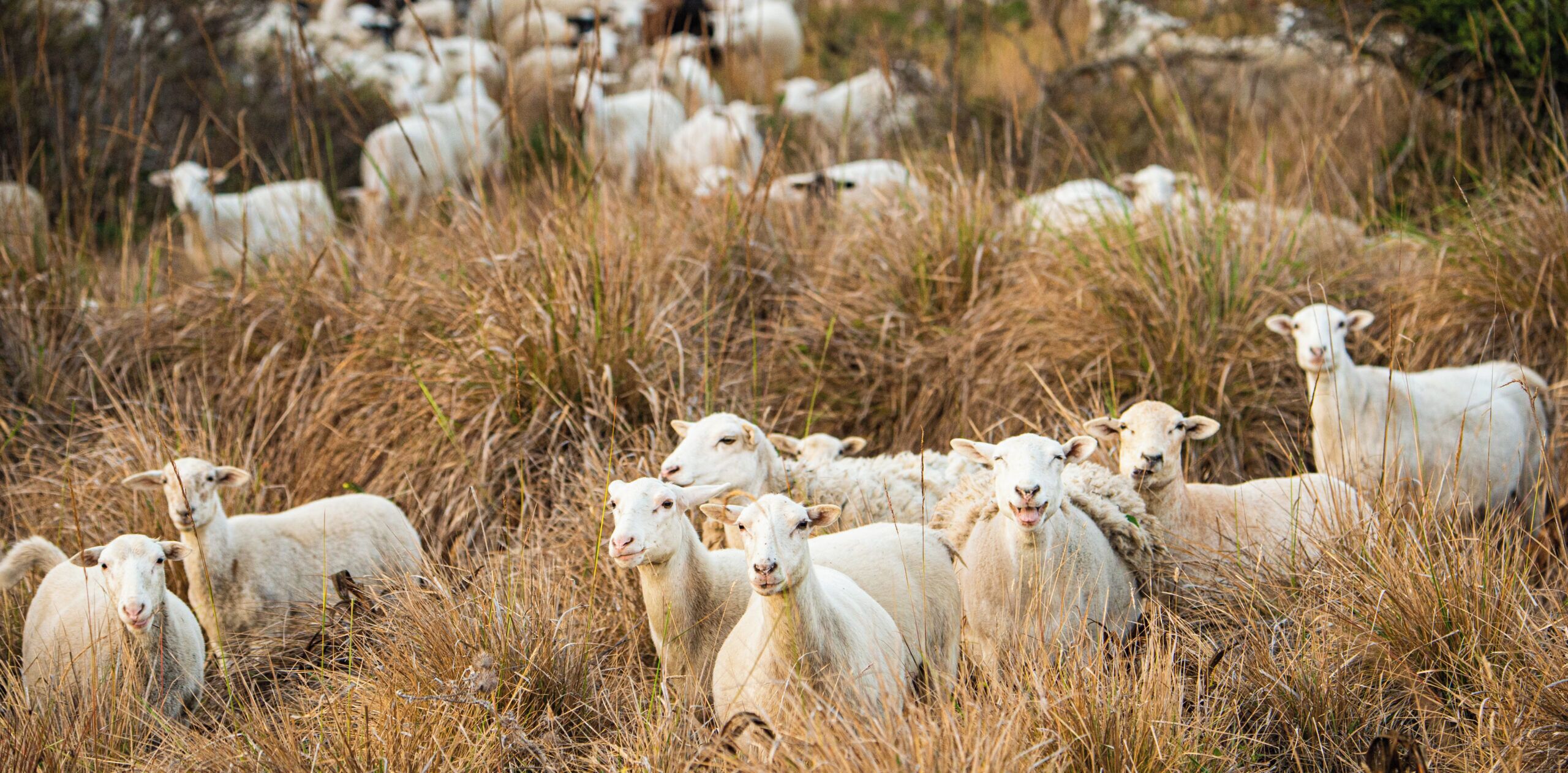 A herd of sheep in a field with tall grass.