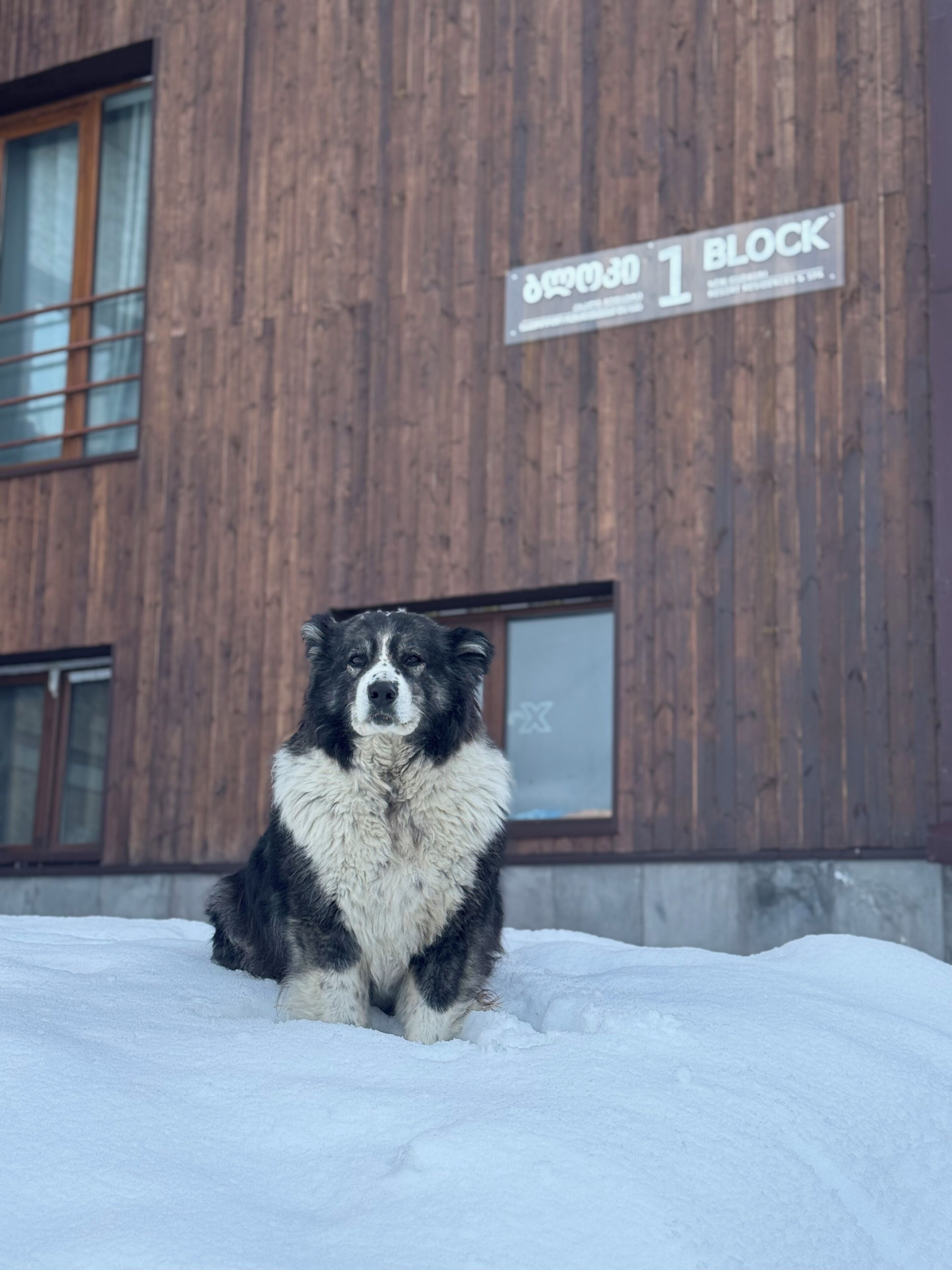 Gos assegut en la neu davant d'un edifici amb un cartell que diu 'BLOCK'.