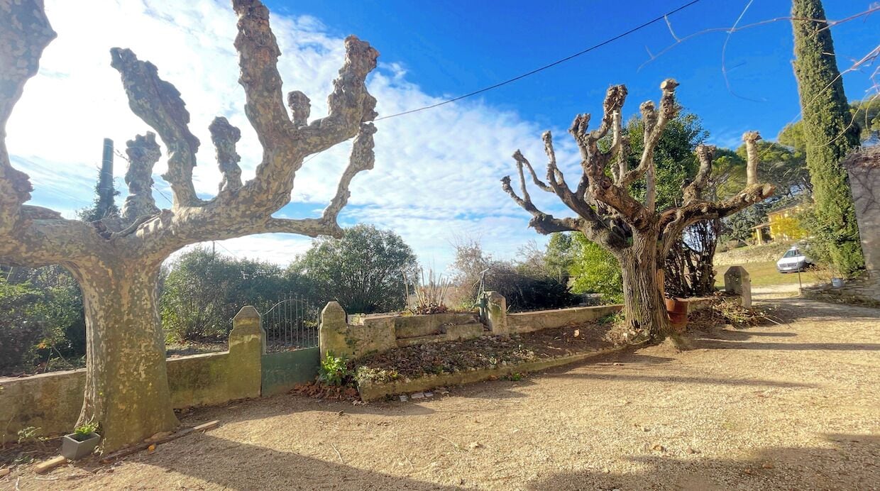 Un árbol con ramas retorcidas en una zona residencial.