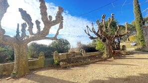 Un arbre aux branches noueuses, situé dans un quartier résidentiel.