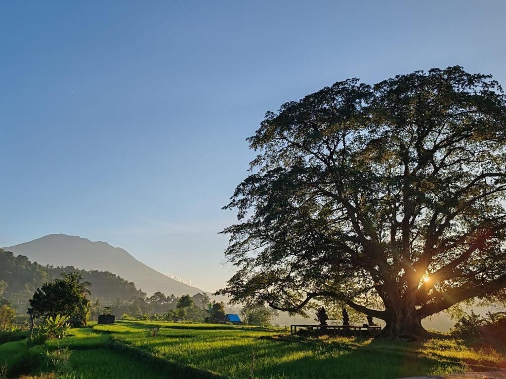 Ein Baum in einem Feld, im Hintergrund ein Berg.