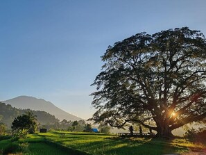 Un arbre dans un champ, avec une montagne en arrière-plan.