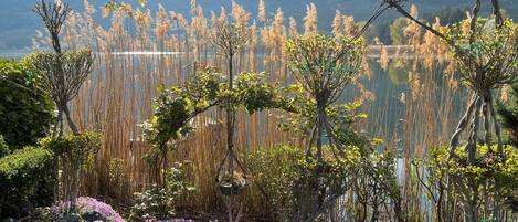 A garden with a variety of plants and a body of water.