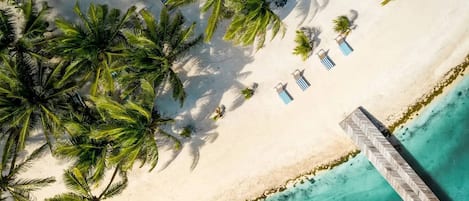 A beach with palm trees, lounge chairs, and a pier extending into turquoise water.