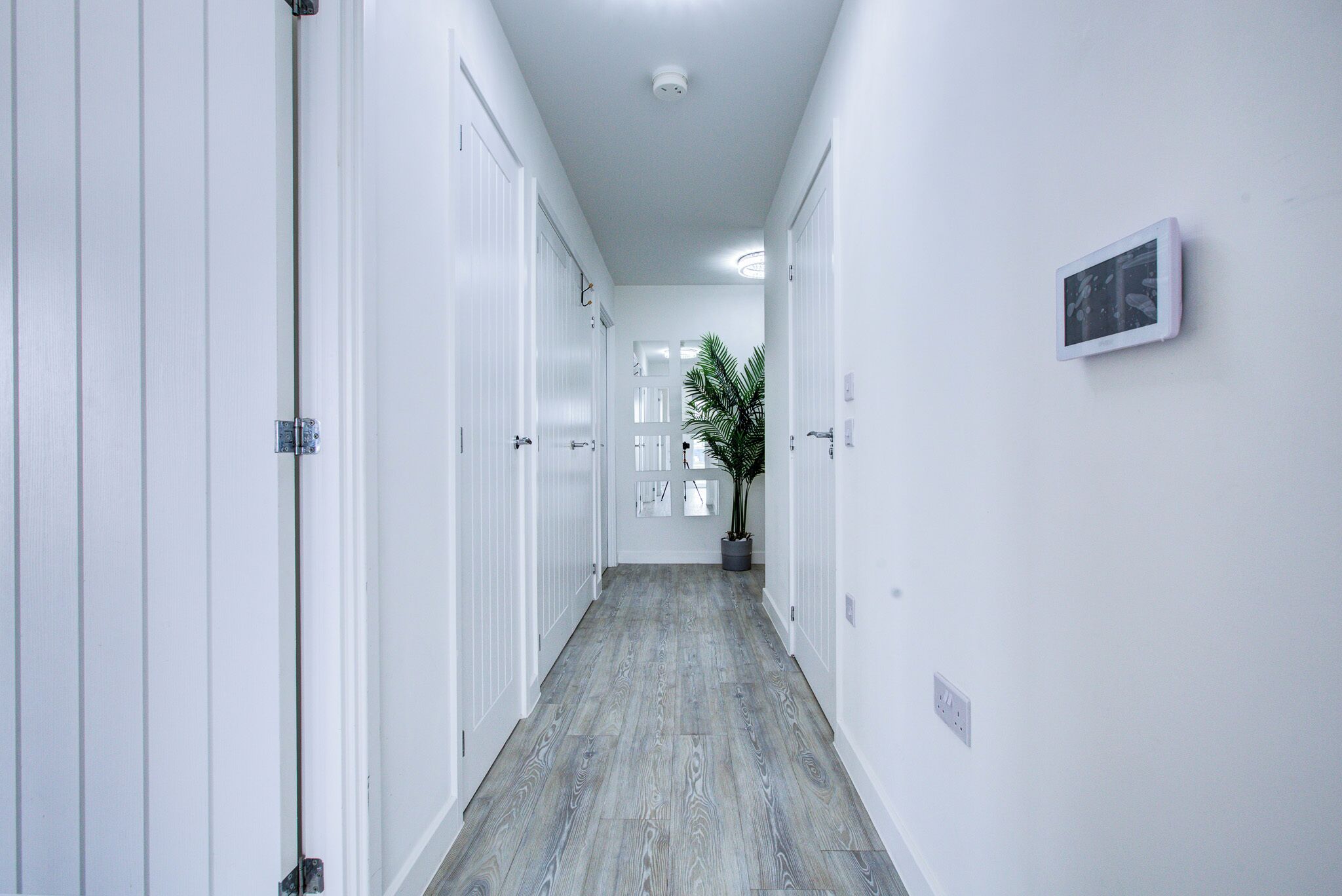 A hallway with white doors, a plant, and a light fixture.