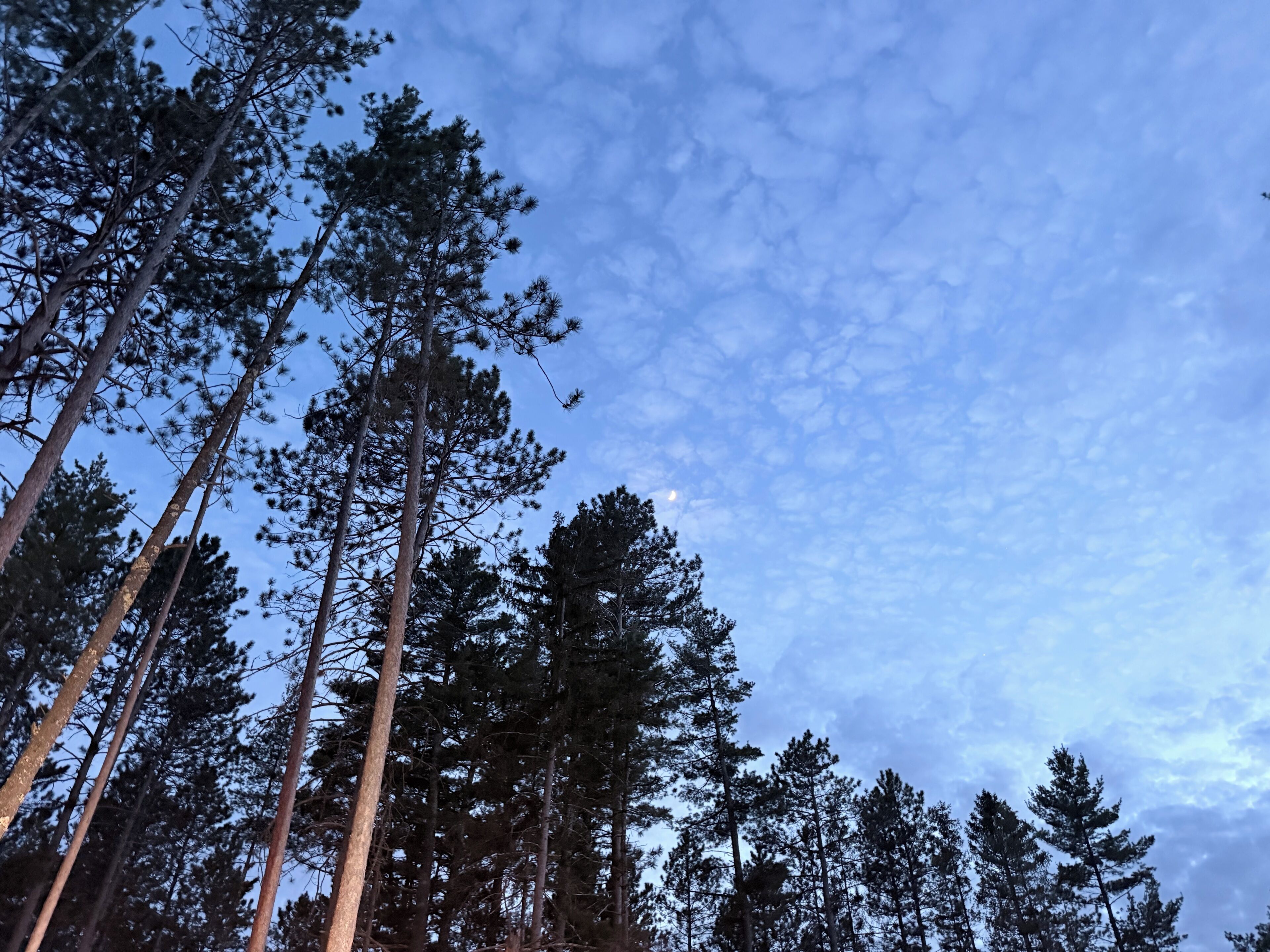 A dense forest of tall trees with a clear sky above.