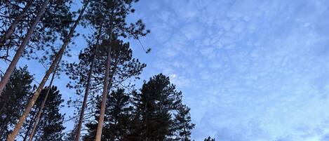 A dense forest of tall trees with a clear sky above.