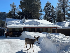 A building with a snow-covered roof and a deer standing in front. - Cozy Mtn Home - 3-bedroom house in charming Bayfield near Durango & Pagosa Spgs (Bayfield)