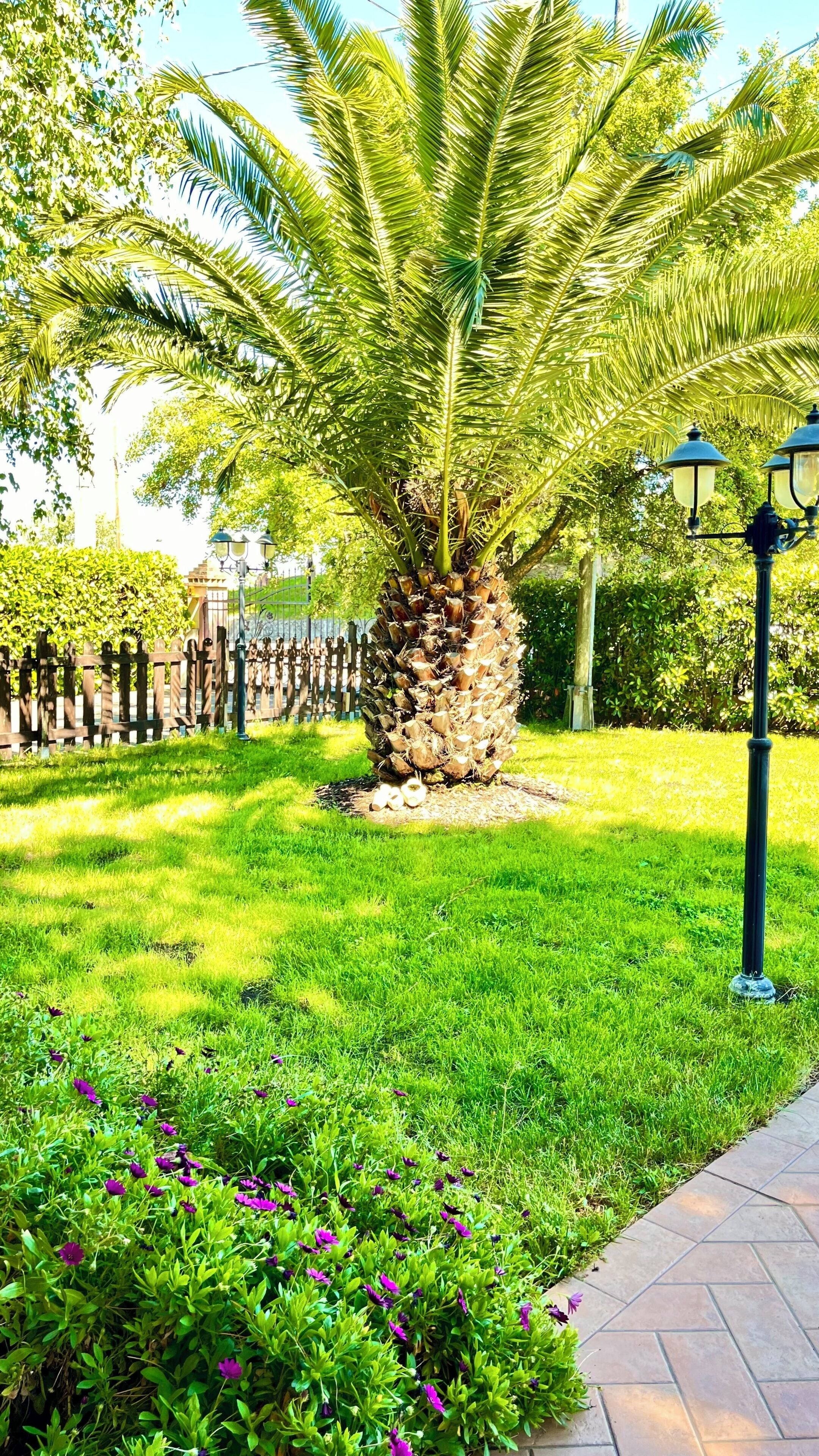 A well-maintained garden with a palm tree, a stone planter, and a paved walkway.