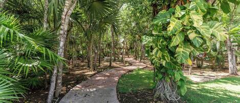 A pathway through a lush garden with various tropical plants and trees.
