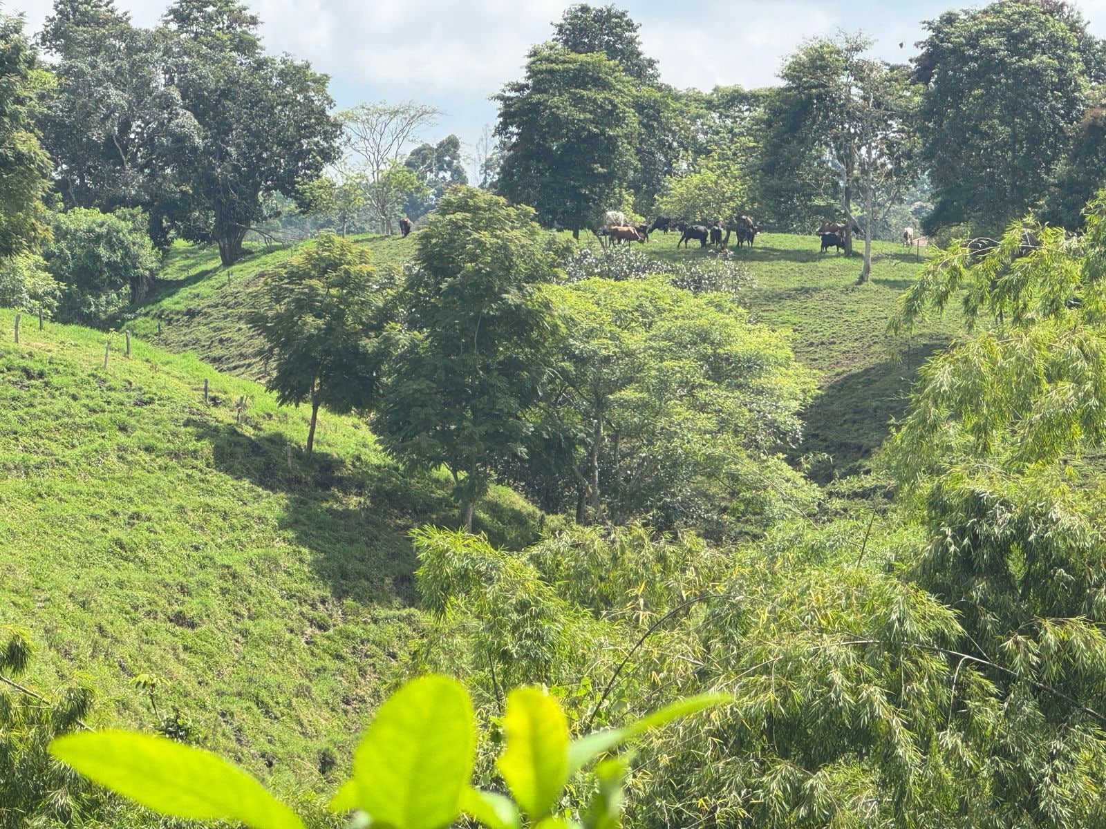 Üppige grüne Landschaft mit Bäumen und einem Hügel.