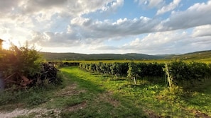 A vineyard with rows of grapevines under a partly cloudy sky.