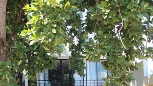 A modern building with a staircase leading to a balcony, surrounded by a garden with small plants and a tree. - Casa Xunan (Mérida)