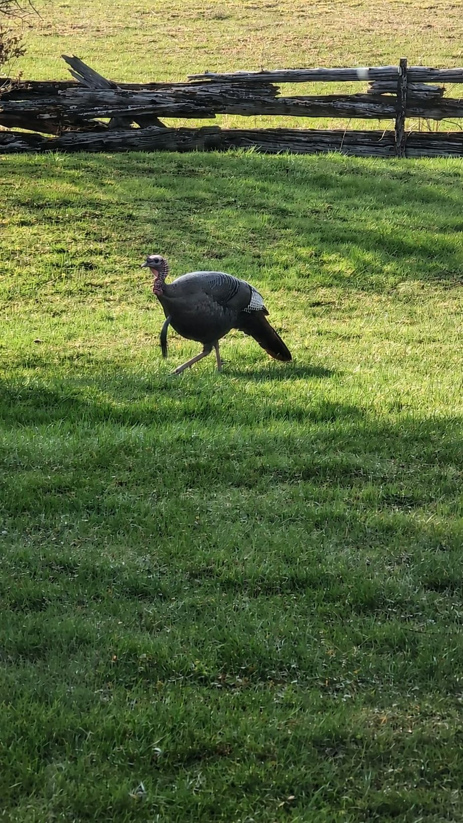 A turkey walking on grass with a wooden fence in the background.