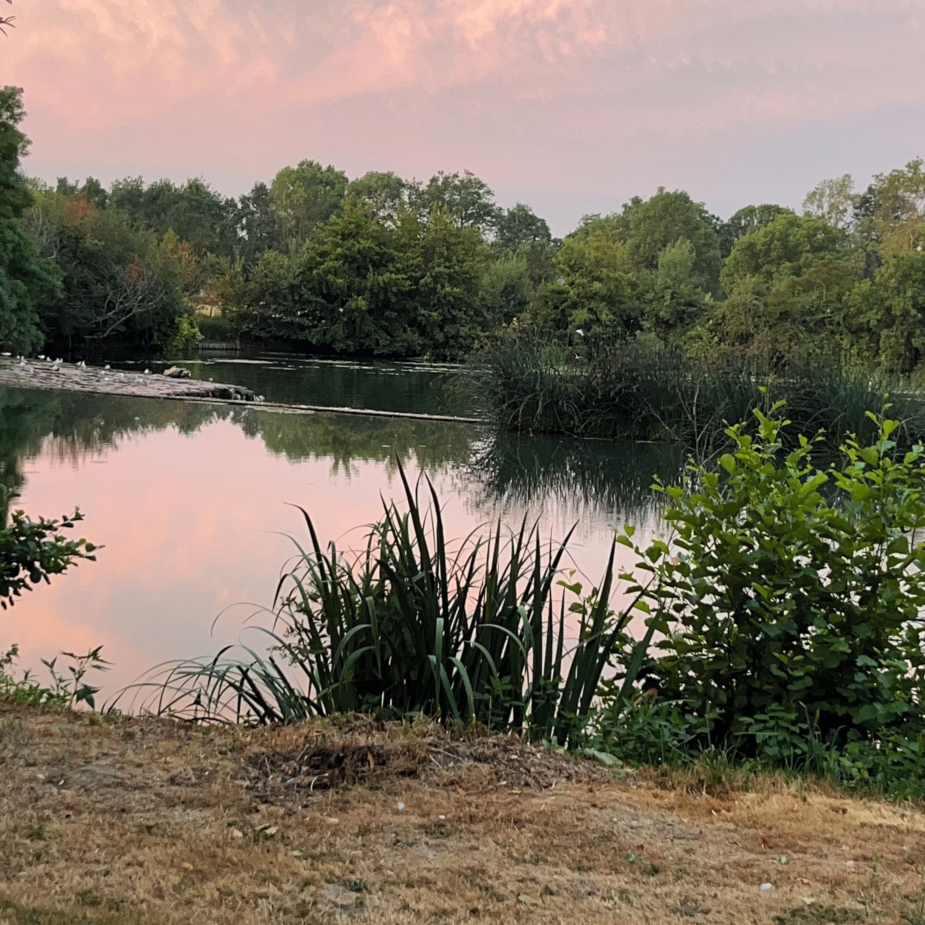 Un lac paisible, entouré d’une végétation luxuriante et d’arbres.